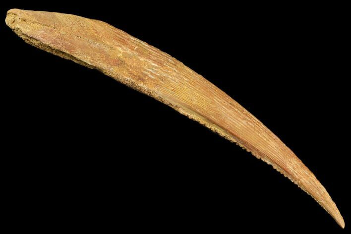 Large, Fossil Shark (Hybodus) Dorsal Spine - Morocco #183441